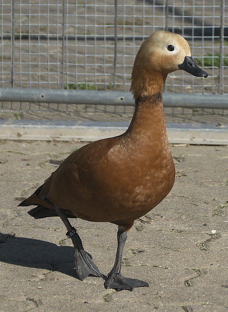 因类似缺席